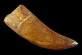 Carcharodontosaurus Tooth - Real Dinosaur Tooth #131242-1